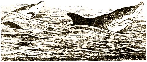 Доктор Айболит [Издание 1936 г.] - i_088.png