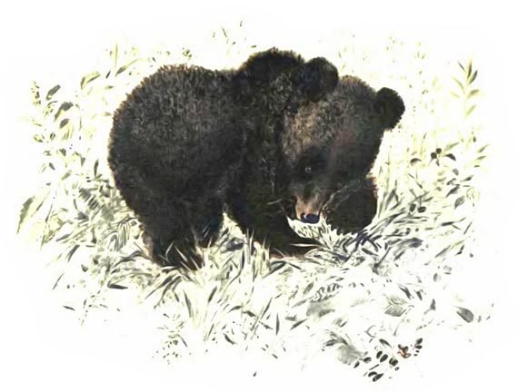 Медвежья горка - i_003.jpg