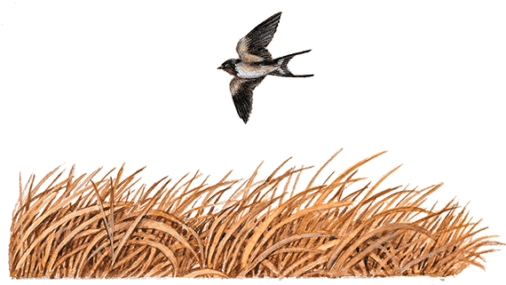 Лесные разведчики (сборник) - i_003.png