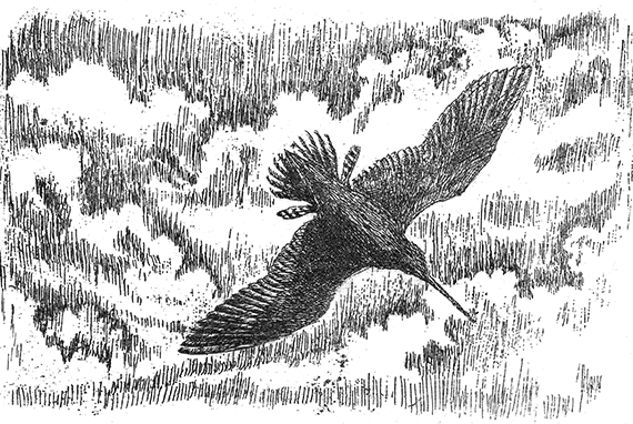 Лесные разведчики (сборник) - i_006.png
