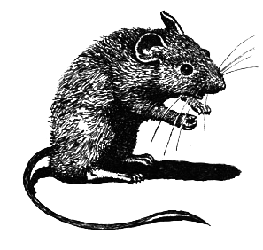 Школьная мышь - i_015.png