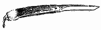 Морське вовченя - i_009.png