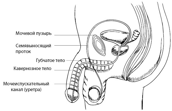 Penis. Гид по мужскому здоровью от врача-уролога Penis. Гид по мужскому здоровью от врача-уролога