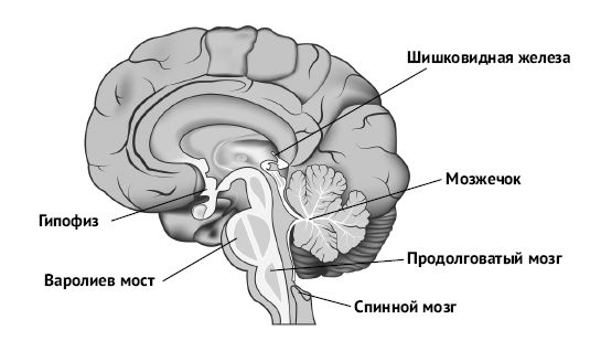 Мозг и разум в эпоху виртуальной реальности Мозг и разум в эпоху виртуальной реальности
