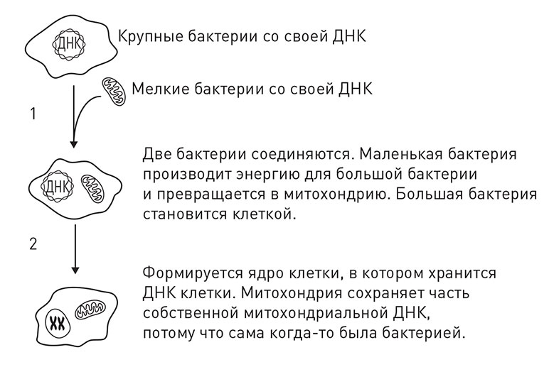 Кодекс долголетия. Что заставляет нас стареть, зачем это нужно и как «обмануть» эволюцию: пошаговое руководство Кодекс долголетия. Что заставляет нас стареть, зачем это нужно и как «обмануть» эволюцию: пошаговое руководство