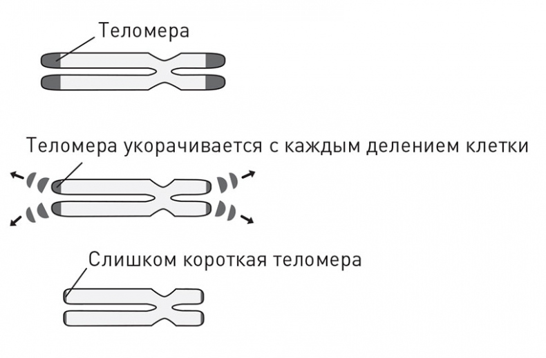 Кодекс долголетия. Что заставляет нас стареть, зачем это нужно и как «обмануть» эволюцию: пошаговое руководство Кодекс долголетия. Что заставляет нас стареть, зачем это нужно и как «обмануть» эволюцию: пошаговое руководство
