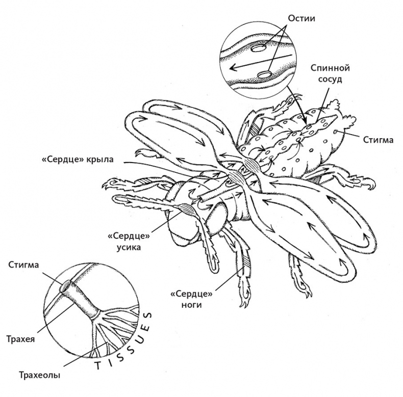 Пламенный насос. Естественная история сердца