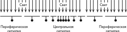 Как мы видим? Нейробиология зрительного восприятия Как мы видим? Нейробиология зрительного восприятия