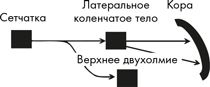 Как мы видим? Нейробиология зрительного восприятия Как мы видим? Нейробиология зрительного восприятия