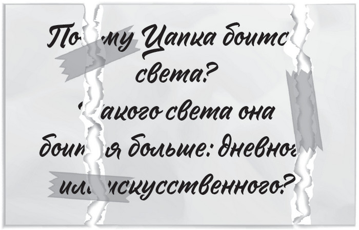 Плюшевая голова Плюшевая голова