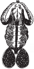 Все о рыбалке (сборник) - _169.png