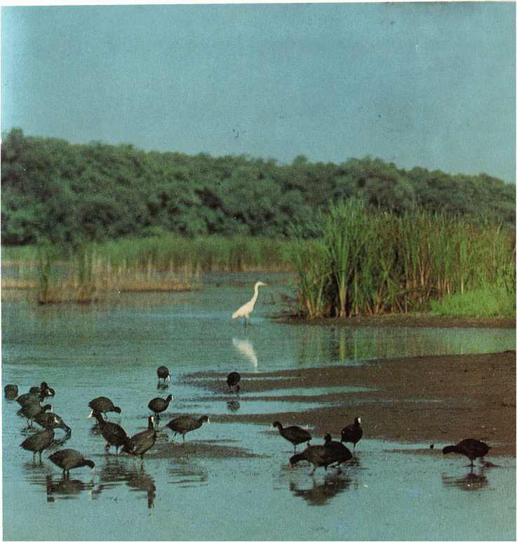 На речных берегах - image070.png