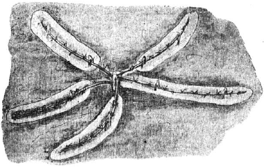 Ягодники. Руководство по разведению крыжовника и смородины - _17.png