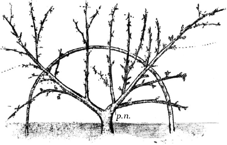 Ягодники. Руководство по разведению крыжовника и смородины - _33.png