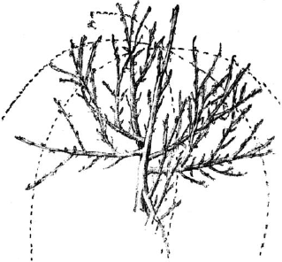 Ягодники. Руководство по разведению крыжовника и смородины - _37.png