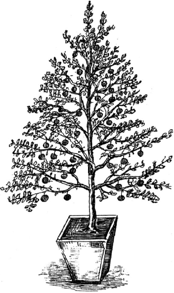 Ягодники. Руководство по разведению крыжовника и смородины - _59.png