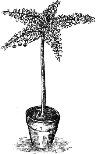Ягодники. Руководство по разведению крыжовника и смородины - _60.png