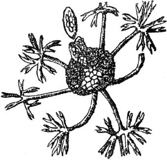 Ягодники. Руководство по разведению крыжовника и смородины - _67.png