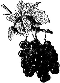 Ягодники. Руководство по разведению крыжовника и смородины - _111.png