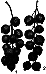 Ягодники. Руководство по разведению крыжовника и смородины - _112.png