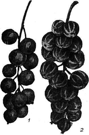 Ягодники. Руководство по разведению крыжовника и смородины - _113.png