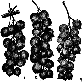 Ягодники. Руководство по разведению крыжовника и смородины - _114.png