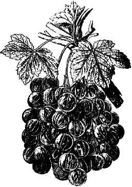 Ягодники. Руководство по разведению крыжовника и смородины - _115.png
