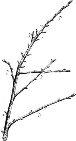 Ягодники. Руководство по разведению крыжовника и смородины - _122.png