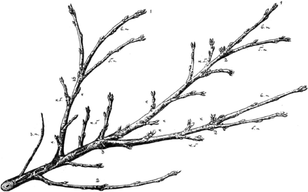 Ягодники. Руководство по разведению крыжовника и смородины - _123.png