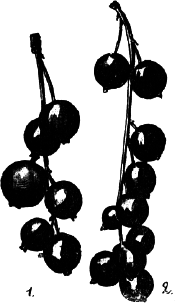 Ягодники. Руководство по разведению крыжовника и смородины - _86.png