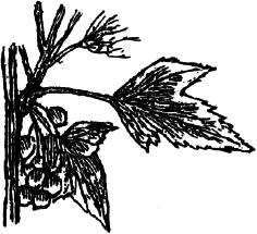 Ягодники. Руководство по разведению крыжовника и смородины - _87.png