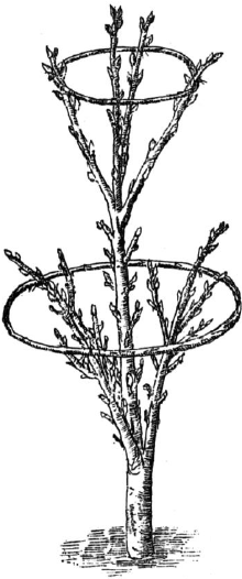 Ягодники. Руководство по разведению крыжовника и смородины - _127.png