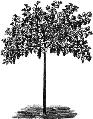 Ягодники. Руководство по разведению крыжовника и смородины - _129.png