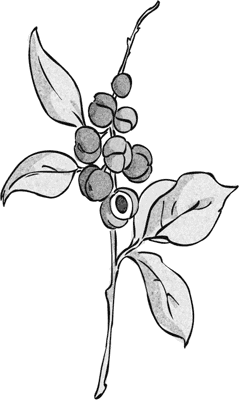 Зелёное заклятие - i_032.png