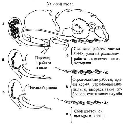 Из жизни пчёл - _37.jpg