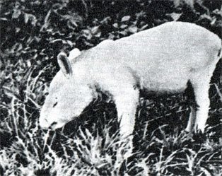 В краю гоацинов - doc2fb_image_02000008.jpg