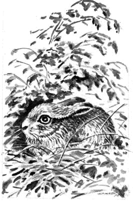 Длиннохвостые разбойники (сборник) - i_012.png