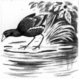 Длиннохвостые разбойники (сборник) - i_017.png