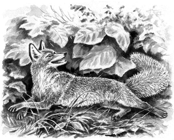 Длиннохвостые разбойники (сборник) - i_031.png