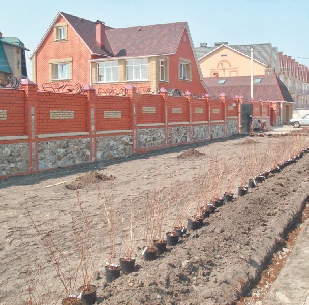 Загородный участок с нуля - i_113.jpg