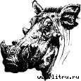 Там, где бродили львы (с иллюстрациями) - i_029.jpg