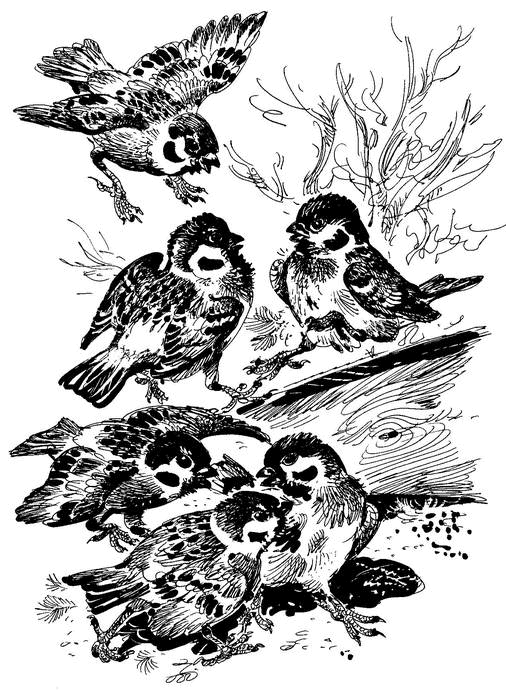 Лесные тайнички (сборник) (с илл.) - i_013.png