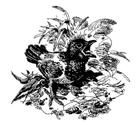 Лесные тайнички (сборник) (с илл.) - i_018.png