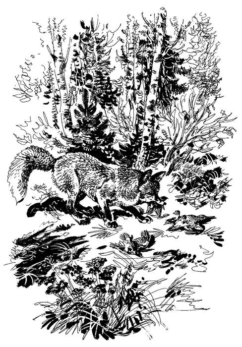 Лесные тайнички (сборник) (с илл.) - i_023.png