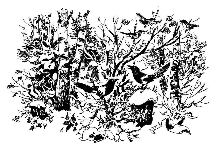 Лесные тайнички (сборник) (с илл.) - i_026.png