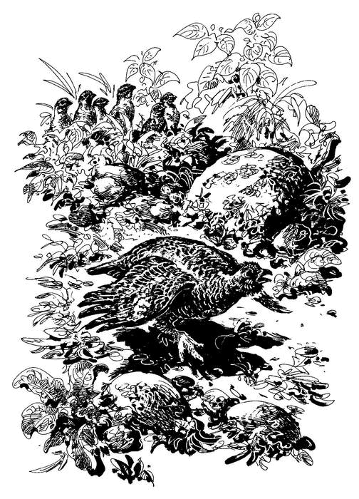 Лесные тайнички (сборник) (с илл.) - i_032.png