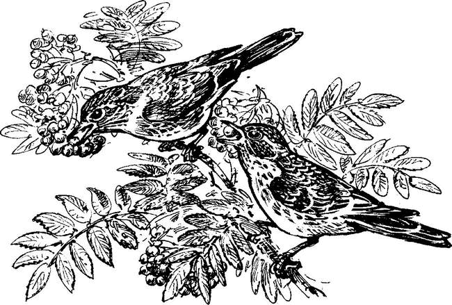 На теплой земле (сборник) - i_028.png