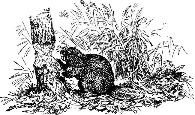 На теплой земле (сборник) - i_126.png