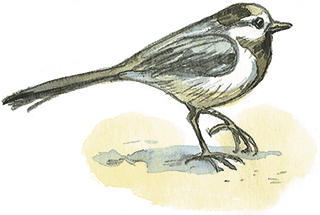 Лисичкин хлеб - i_010.png