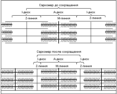 Думай! Или 'Супертренинг' без заблуждений - any2fbimgloader2.png